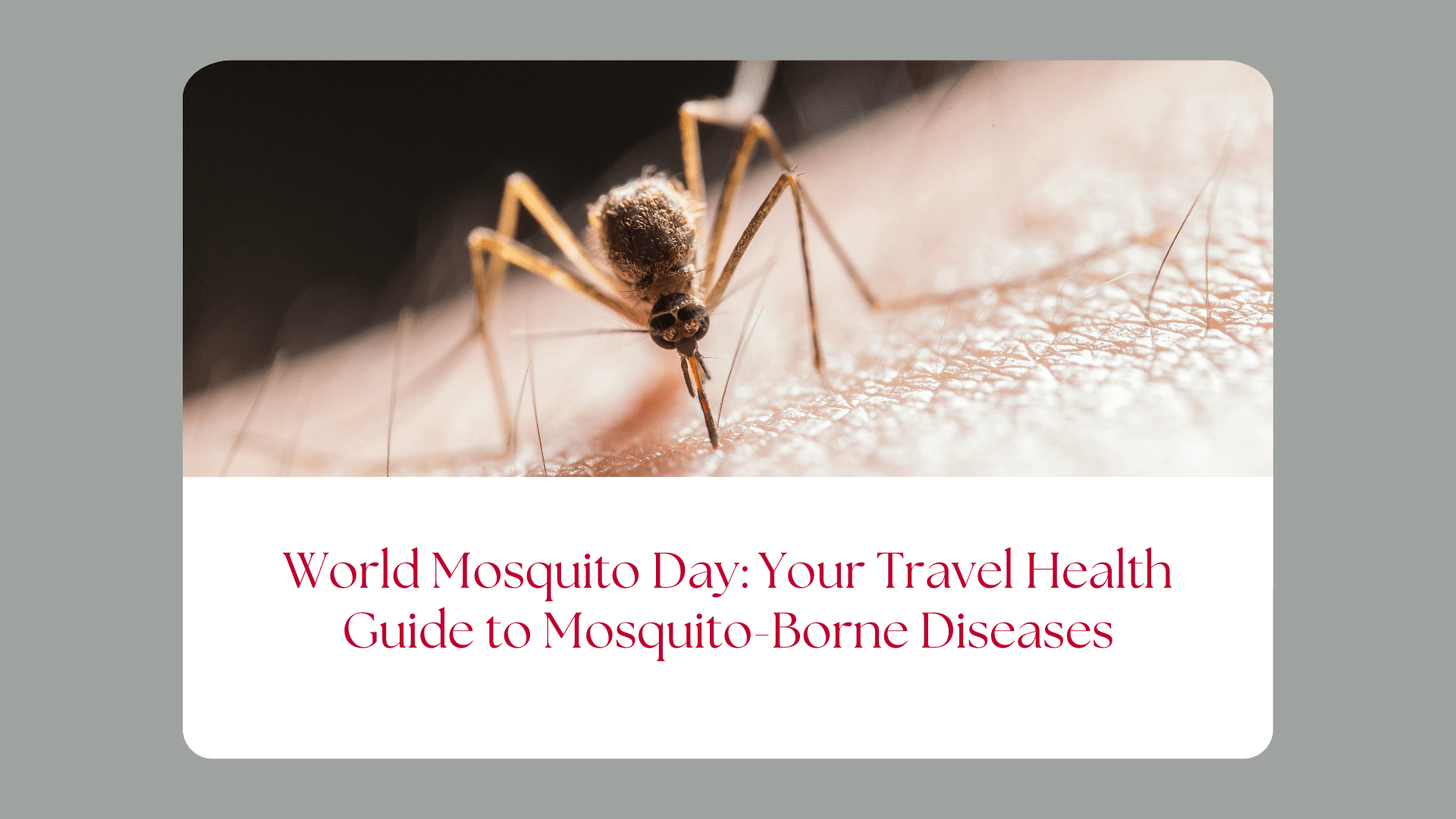 World Mosquito Day: Your Travel Health Guide to Mosquito-Borne Diseases