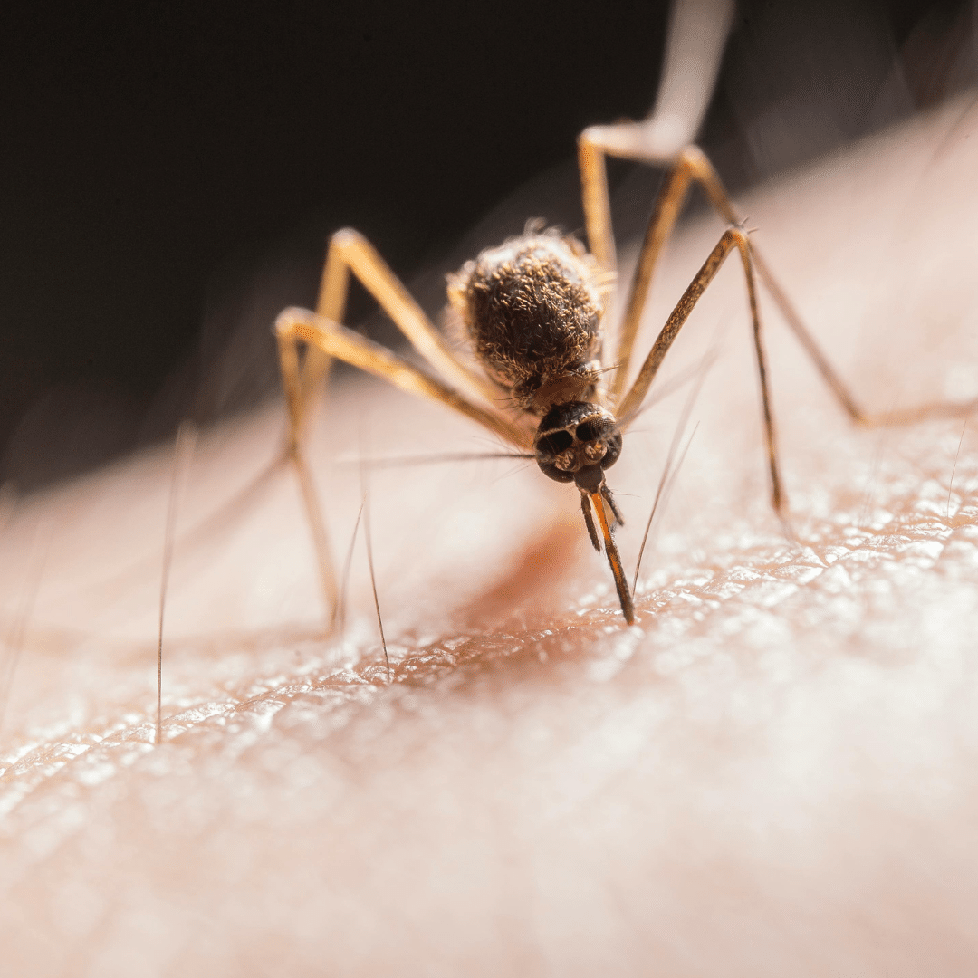 mosquito biting someone